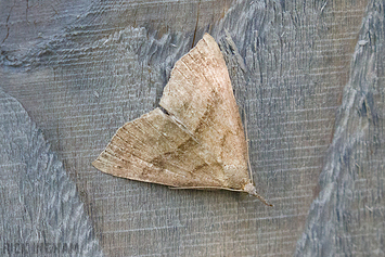 Snout Moth (Hypena Proboscidalis)