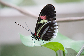 Postman Longwing Butterfly