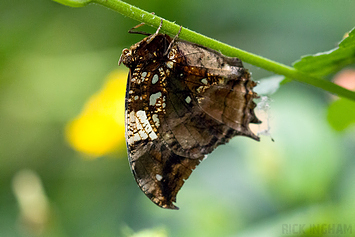 Silver studded leafwing Butterfly