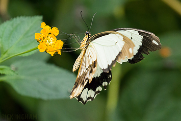 Mocker Swallowtail Butterfly