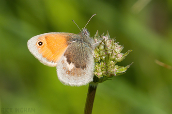 Small Heath Butterfly,