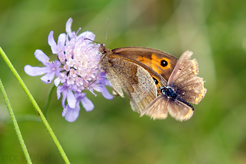 Meadow Brown Butterfly + Brown Argus Butterfly