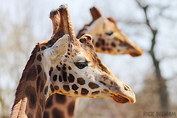 Other animals